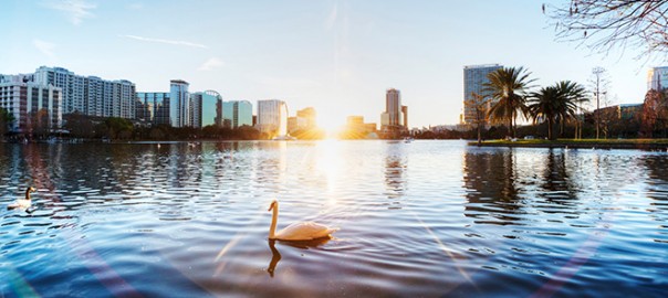 Swan on lake with city skyline at sunrise